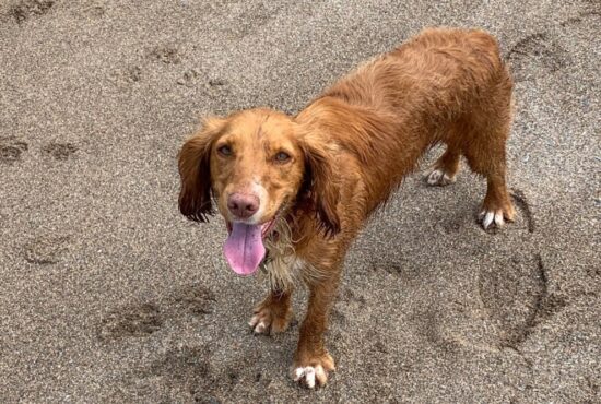 Dog friendly walks and Beaches around Kingsbridge, South Devon